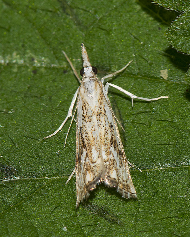 Catoptria falsella ? S